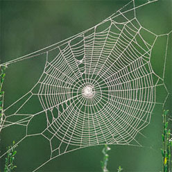 spinneweb2